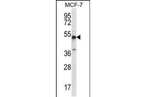 Western blot analysis in MCF-7 cell line lysates (35ug/lane). (MBOAT4 antibody  (AA 258-287))