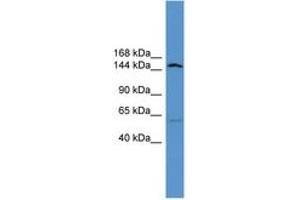 ATP10D antibody  (AA 886-935)