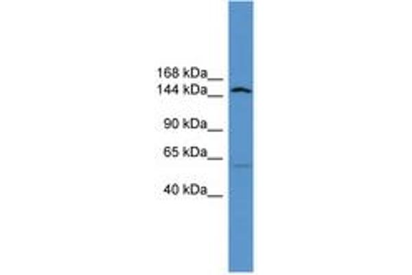 ATP10D antibody  (AA 886-935)