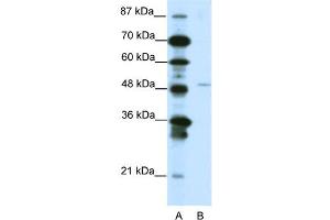 WB Suggested Anti-MEOX2 Antibody Titration:  1. (MEOX2 antibody  (N-Term))
