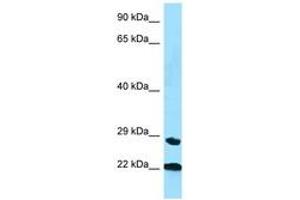 Image no. 1 for anti-Peptidylprolyl Isomerase C (Cyclophilin C) (PPIC) (AA 35-84) antibody (ABIN6748262) (PPIC antibody  (AA 35-84))