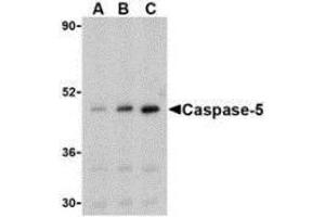 Western blot analysis of caspase-5 in Ramos cells with AP30200PU-N caspase-5 antibody at (A) 0. (CASP5 antibody  (Intermediate Domain))
