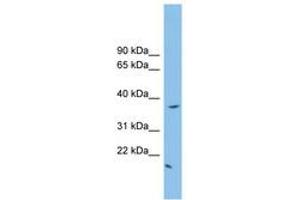 Image no. 1 for anti-FK506 Binding Protein Like (FKBPL) (N-Term) antibody (ABIN6745174) (FKBPL antibody  (N-Term))
