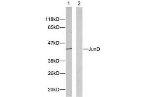 Western blot analysis of extracts from HeLa cells using JunD (Ab-255) antibody (E021028).