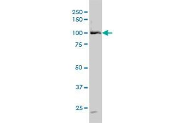 DDX54 antibody  (AA 778-881)