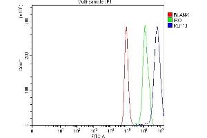 Flow Cytometry analysis of Hela cells using anti-KLF13 antibody (ABIN7602036). (KLF13 antibody  (AA 56-260))