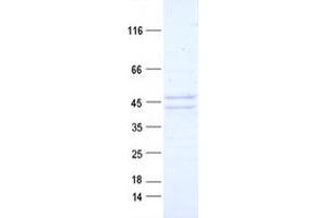 Validation with Western Blot (Cytokeratin 19 Protein (DYKDDDDK Tag))
