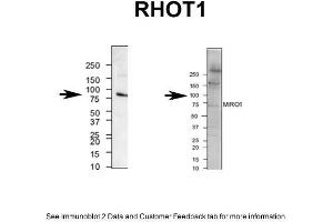 mouse brain and human neuroblastoma (RHOT1 antibody  (N-Term))