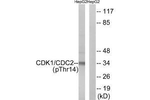 Western blot analysis of extracts from HepG2 cells, treated with Forskolin (40nM, 30mins), using CDK1 (Phospho-Thr14) antibody. (CDK1 antibody  (pThr14))
