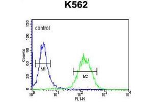 ACBG2 Antibody (Center) flow cytometric analysis of K562 cells (right histogram) compared to a negative control cell (left histogram). (ACSBG2 antibody  (Middle Region))