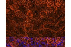 Immunofluorescence analysis of Mouse kidney using LAMC2 Polyclonal Antibody at dilution of 1:100 (40x lens).