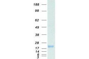 Validation with Western Blot (FSH Protein (Transcript Variant 2) (Myc-DYKDDDDK Tag))