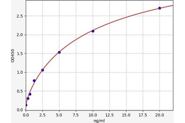 WNT6 ELISA Kit