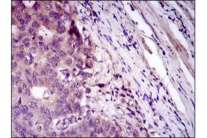 Immunohistochemistry (IHC) image for anti-CD33 (CD33) (AA 15-237) antibody (ABIN1724813)