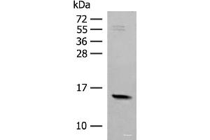 Western blot analysis of Mouse Pancreas tissue lysate using RPS12 Polyclonal Antibody at dilution of 1:500 (RPS12 antibody)