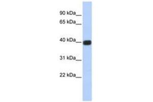 Image no. 1 for anti-Gap Junction Protein, delta 2, 36kDa (GJD2) (C-Term) antibody (ABIN6740501)