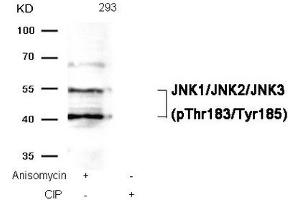 Western blot analysis of extracts from 293 cells, treated with Anisomycin or calf intestinal phosphatase (CIP), using JNK1/JNK2/JNK3 (phospho-Thr183/Tyr185) Antibody. (MAPK8/MAPK9/MAPK1 (pThr183), (pTyr185) antibody)