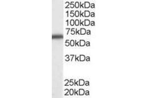 ABIN185199 staining (0. (DDX5 antibody  (C-Term))