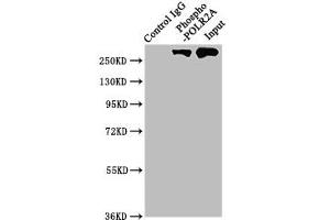 Immunoprecipitating Phospho-POLR2A in Hela whole cell lysate Lane 1: Rabbit control IgG(1 μg)instead of ABIN7127725 in Hela whole cell lysate. (Recombinant POLR2A/RPB1 antibody  (pSer2))