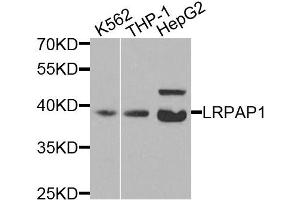 Western blot analysis of extracts of various cell lines, using LRPAP1 antibody (ABIN5971543) at 1/200 dilution. (LRPAP1 antibody)
