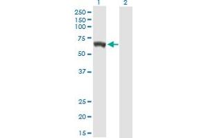 Western Blot analysis of GBP5 expression in transfected 293T cell line by GBP5 MaxPab polyclonal antibody. (GBP5 antibody  (AA 1-586))