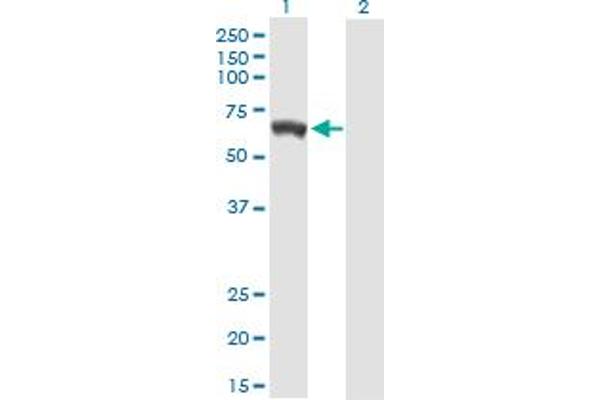 GBP5 antibody  (AA 1-586)