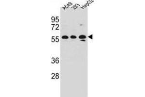 Western Blotting (WB) image for anti-Tripartite Motif-containing 4 (TRIM4) antibody (ABIN2997253)