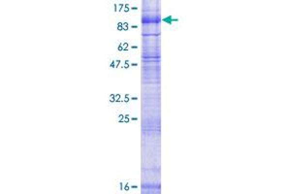 SV2B Protein (AA 1-683) (GST tag)