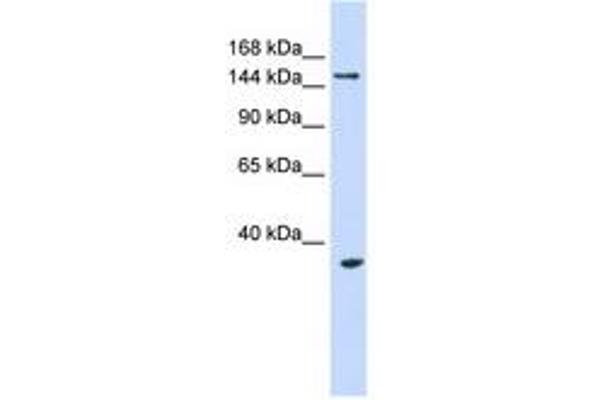 UBE3B antibody  (AA 720-769)
