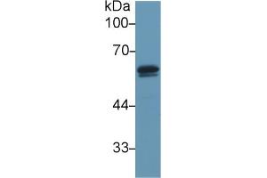 Western Blot; Sample: Mouse Testis lysate; Primary Ab: 1µg/ml Rabbit Anti-Mouse DBP Antibody Second Ab: 0. (Vitamin D-Binding Protein antibody  (AA 205-403))