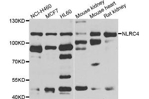 Western blot analysis of extracts of various cell lines, using NLRC4 antibody. (NLRC4 antibody)