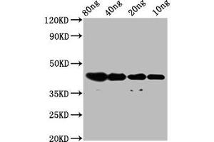 Western Blot Positive WB detected in Recombinant protein All lanes: dye antibody at 2. (Dye (AA 1-109) antibody)