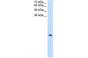 WB Suggested Anti-MRPS12 Antibody Titration:  0. (MRPS12 antibody  (N-Term))