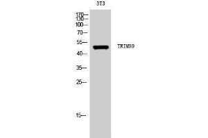Western Blotting (WB) image for anti-Tripartite Motif Containing 59 (TRIM59) (Internal Region) antibody (ABIN3177794) (TRIM59 antibody  (Internal Region))