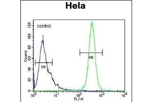 K2C78 Antibody (Center) (ABIN653813 and ABIN2843087) flow cytometric analysis of Hela cells (right histogram) compared to a negative control cell (left histogram). (Keratin 78 antibody  (AA 176-203))