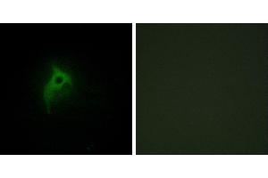 Peptide - +Immunofluorescence analysis of HepG2 cells, using Adrenergic Receptor α-2B antibody.