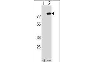 Western blot analysis of PBXIP1 (arrow) using rabbit polyclonal PBXIP1 Antibody (C-term) (ABIN1537374 and ABIN2848529). (PBXIP1 antibody  (C-Term))