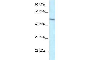 WB Suggested Anti-ZFP2 Antibody Titration: 1. (ZFP2 antibody  (N-Term))