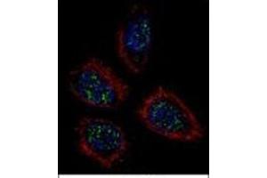 Confocal immunofluorescent analysis of Pinin / PNN  Antibody  with NCI-H460 cell followed by Alexa Fluor 488-conjugated goat anti-rabbit lgG (green). (PNN antibody  (Middle Region))