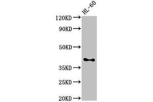 Western Blot Positive WB detected in: HL60 whole cell lysate All lanes: CD33 antibody at 3 μg/mL Secondary Goat polyclonal to rabbit IgG at 1/50000 dilution Predicted band size: 40, 34, 26 kDa Observed band size: 40 kDa (CD33 antibody  (AA 18-259))