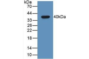 Western Blot; Sample: Recombinant GHRH, Human. (GHRH antibody  (AA 19-108))