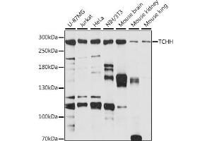 Western blot analysis of extracts of various cell lines, using TCHH antibody (ABIN7270973) at 1:1000 dilution. (Trichohyalin antibody  (AA 100-300))
