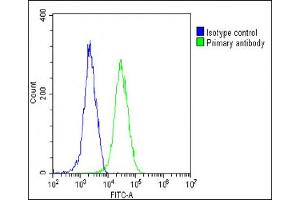 Overlay histogram showing Hela cells stained with (ABIN6242333 and ABIN6578790)(green line).