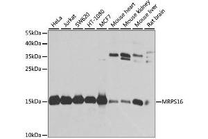Western blot analysis of extracts of various cell lines, using MRPS16 antibody. (MRPS16 antibody  (AA 1-137))