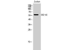 Western Blotting (WB) image for anti-CCZ1 Vacuolar Protein Trafficking and Biogenesis Associated Homolog (S. Cerevisiae) (CCZ1) (C-Term) antibody (ABIN3174373) (CCZ1 antibody  (C-Term))