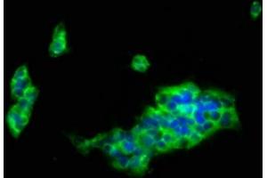 Immunofluorescence staining of 293 cells with ABIN7158264 at 1:133, counter-stained with DAPI. (LILRB1 antibody  (AA 483-650))