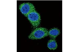 Image no. 4 for anti-BCL2 Binding Component 3 (BBC3) (BH3 Domain), (C-Term) antibody (ABIN356830) (PUMA antibody  (BH3 Domain, C-Term))