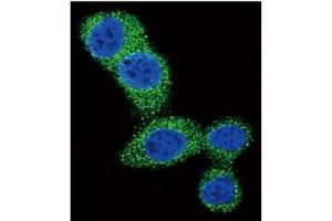Image no. 4 for anti-BCL2 Binding Component 3 (BBC3) (BH3 Domain), (C-Term) antibody (ABIN356830)
