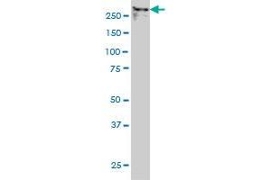 TPR monoclonal antibody (M01), clone 1A8 Western Blot analysis of TPR expression in Hela NE (TPR antibody  (AA 1-98))