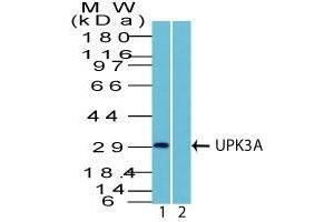 Western Blot Analysis in human HEK293 lysate in 1) absence and 2) presence of immunizing peptide using UPK3A Rabbit PAb. (Uroplakin 3A antibody  (AA 260-279))